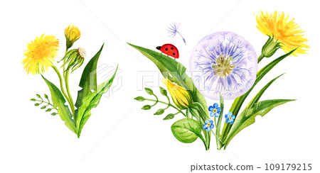 set of watercolor bouquet with summer field flowers, hand draw round frame of yellow dandelions and blow balls, leaves, herbs, butterfly on white background 109179215