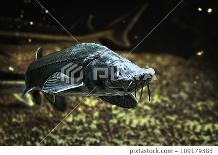Illustration of Siberian sturgeon fish on the background of the bottom and algae Illustration of Siberian sturgeon fish on the background of the bottom and algae 109179383