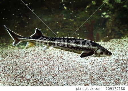 Illustration of Russian sturgeon fish on the background of the bottom and algae 109179388