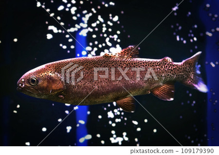 Illustration of a trout fish on a dark blue background Illustration of a trout fish on a dark blue background 109179390