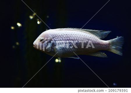 Illustration aquarium fish snow prince on dark blue background Illustration aquarium fish snow prince on dark blue background 109179391