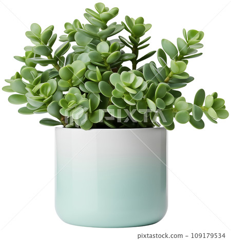 Jade plant potted in white modern ceramic plant pot. Isolated houseplant on transparent background. Generative AI. 109179534