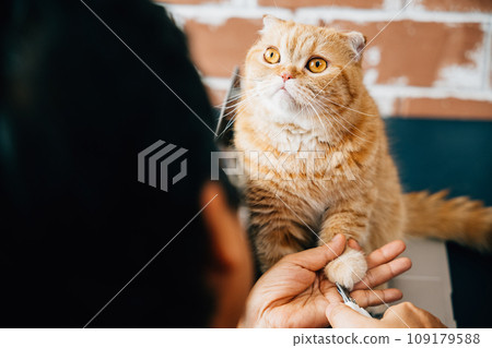 Cat nail trimming in action, A veterinarian and a girl work together to cut the claws of a Scottish Fold and an orange cat, emphasizing the importance of proper pet care and grooming. Cat nail trimming in action, A veterinarian and a girl work together to cut the claws of a Scottish Fold and an orange cat, emphasizing the importance of proper pet care and grooming. 109179588
