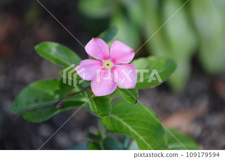 粉紅色的小長春花 109179594