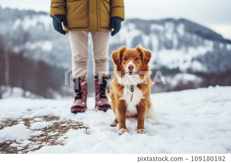 Cute ginger dog standing by owner legs on snowy winter mountains landscape 109180192