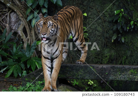 Close up Indochinese tiger is beautiful animal and dangerous in forest Close up Indochinese tiger is beautiful animal and dangerous in forest 109180743