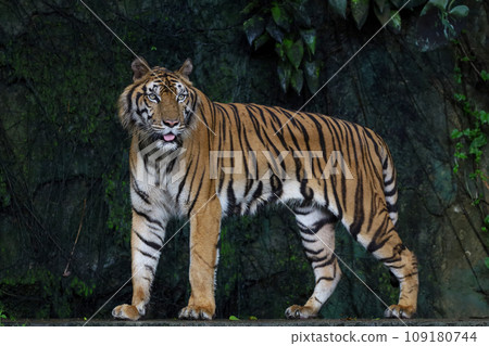 Close up Indochinese tiger is beautiful animal and dangerous in forest Close up Indochinese tiger is beautiful animal and dangerous in forest 109180744