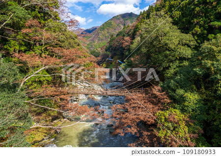 [德島] Iya [秋天]的Kazura橋 109180933