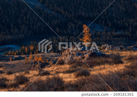 Wild nature background with rocky hill. One autumn golden tree standing out against the dark forest mountain background, light and shadow. October larch glows in the rays of the sun. 109181301