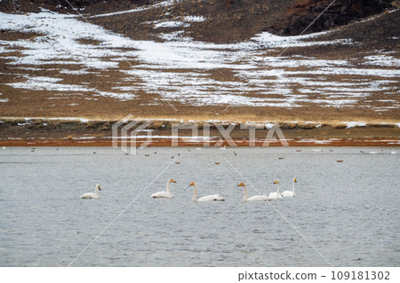 Swan lake in Mongolia. Swans swim in a natural environment on the lake. Autumn landscape with swans. Swan lake in Mongolia. Swans swim in a natural environment on the lake. Autumn landscape with swans. 109181302