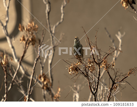 Starling (Sturnus vulgaris) is a small passerine bird in the starling family. 109181633