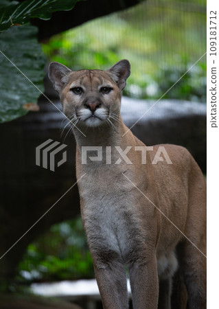 山獅美洲獅 山獅美洲獅 109181712