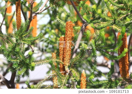 山龍眼花 109181713