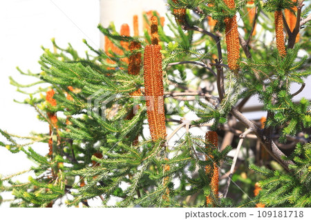 Banksia flowers Banksia flowers 109181718