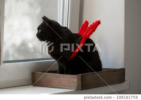 Beautiful black cat in a wooden box Beautiful black cat in a wooden box 109181759