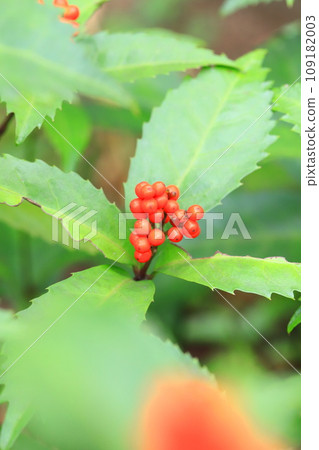 Senryo red fruit 109182003