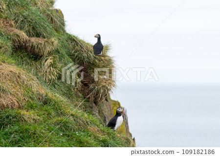 Atlantic puffin from Borgarfjordur fjord, east Iceland Atlantic puffin from Borgarfjordur fjord, east Iceland 109182186