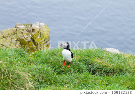 Atlantic puffin from Borgarfjordur fjord, east Iceland Atlantic puffin from Borgarfjordur fjord, east Iceland 109182188