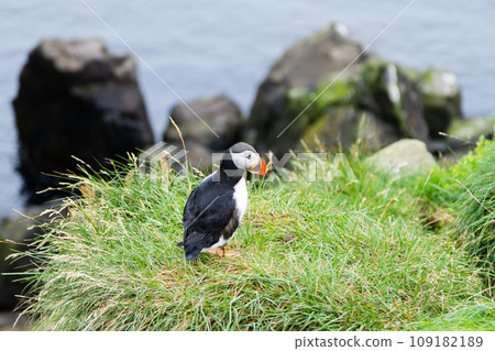 Atlantic puffin from Borgarfjordur fjord, east Iceland Atlantic puffin from Borgarfjordur fjord, east Iceland 109182189
