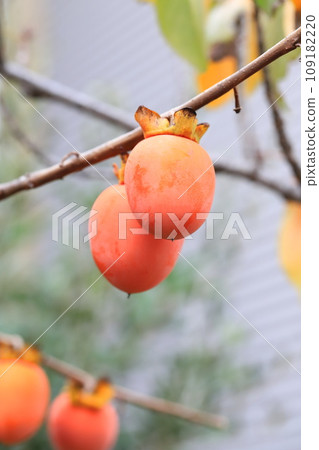 Persimmon fruit that is about to be harvested Persimmon fruit that is about to be harvested 109182220