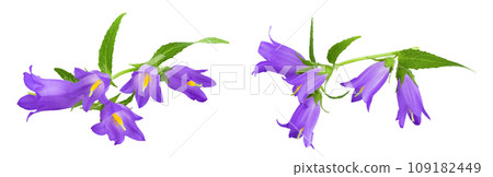 Campanula flower isolated on white background 109182449