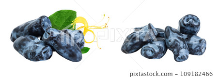 Fresh honeysuckle blue berry isolated on white background with full depth of field 109182466