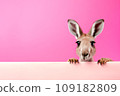 Funny lively kangaroo isolated on pink background. Banner with kangaroo and copy space 109182809