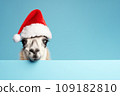 A very funny llama or alpaca in a Santa Claus hat isolated on blue background. New Year or Christmas concept banner with lama and copy space. 109182810