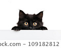 A funny cute black kitten looks out from behind a white background. Black kitten isolated on white background. 109182812