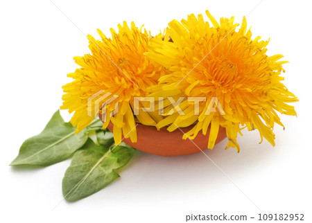 Medicinal dandelion Medicinal dandelion 109182952