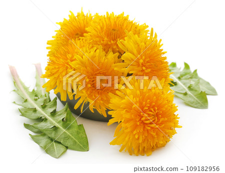 Medicinal dandelion Medicinal dandelion 109182956