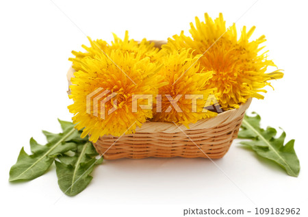 Medicinal dandelion Medicinal dandelion 109182962