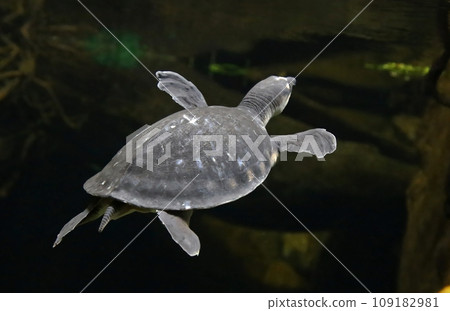Pig-nosed turtle of New Guinea Pig-nosed turtle of New Guinea 109182981