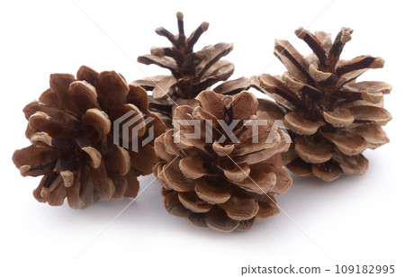 Pinecone Pinecone 109182995