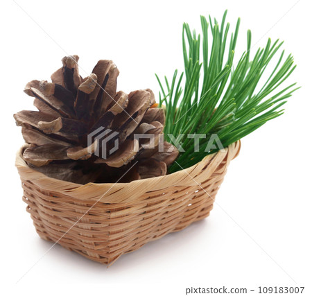 Pinecone 109183007