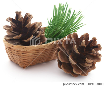 Pinecone 109183009