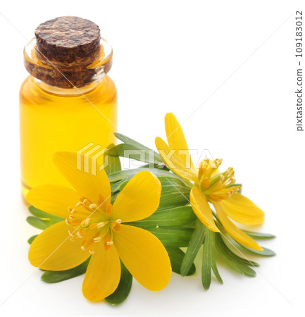 Eranthis hyemalis and medicinal extract 109183012