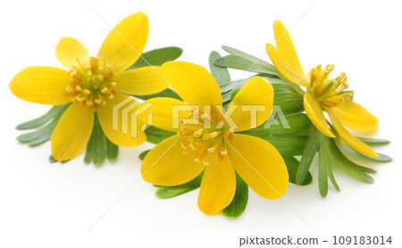 Eranthis hyemalis Eranthis hyemalis 109183014