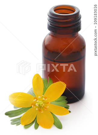 Eranthis hyemalis and medicinal extract 109183016