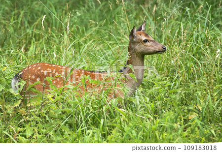 Female fallow deer Female fallow deer 109183018