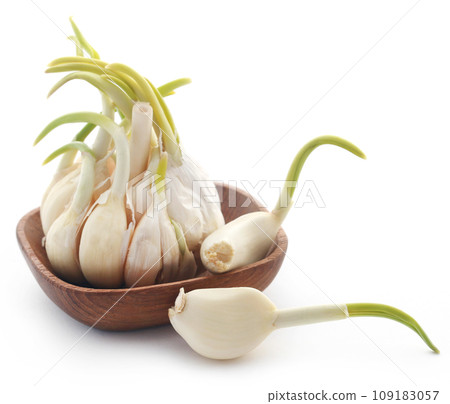 Garlic germinated 109183057