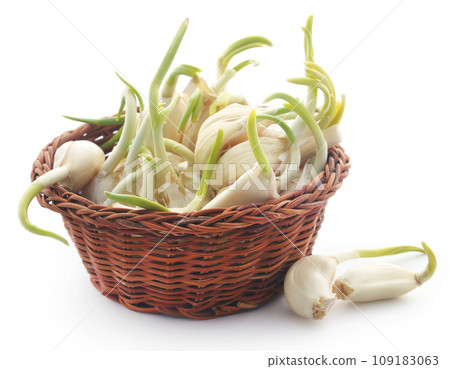 Garlic germinated 109183063