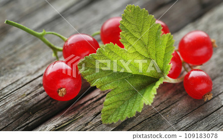 Fresh red currant 109183078