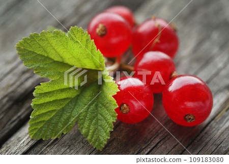 Fresh red currant Fresh red currant 109183080