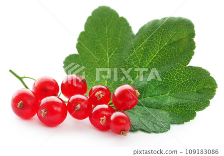 Fresh red currant 109183086