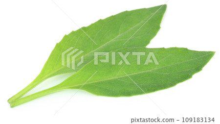 Longevity spinach used as herbal medicine 109183134