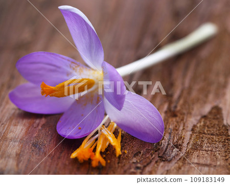 Saffron crocus flower 109183149