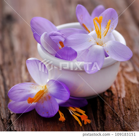 Saffron crocus flower 109183151