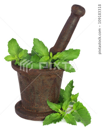 Holy basil or tulsi leaves in a vintage mortar 109183318
