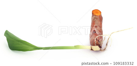 Baby turmeric plant Baby turmeric plant 109183332